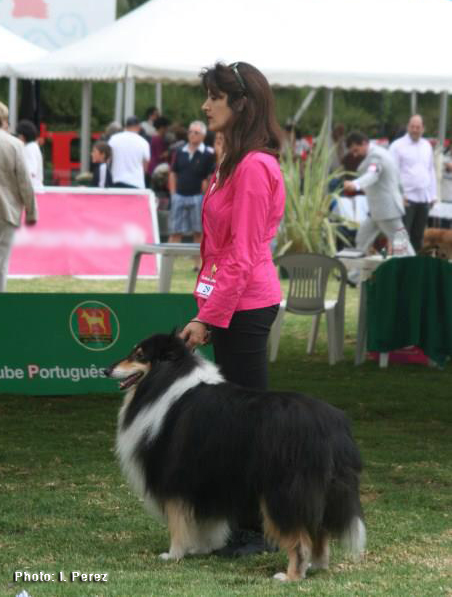 BOB´10 Ch Wisewyn Show Stopper - 2nd best male Champion Class