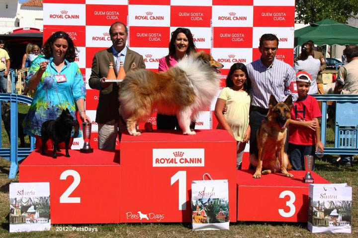 BIG - JE´11 LPW´11 Wisewyn What a Feeling, 3rd Top Collie 2012