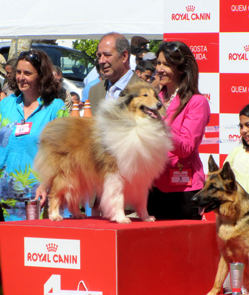 BIG  -  29 Int Sintra Dog Show 2012