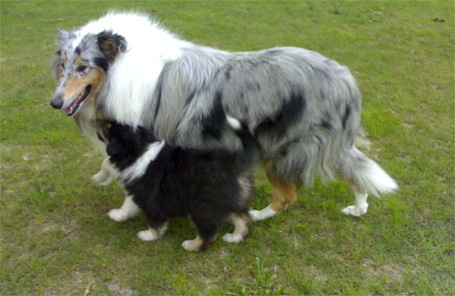 KillochanCastle Crystal Moon & her Ch son BOB10 Wisewyn Show Stopper